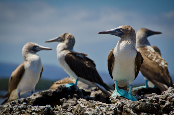 blue-footed-boobies-galapagos