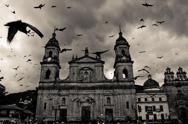 Pigeons in Bolivar Square Bogota, Colombia
