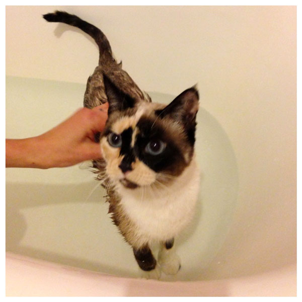 cat-bath