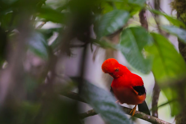 The Andean Cock of the Rock, in Mindo, Ecuador