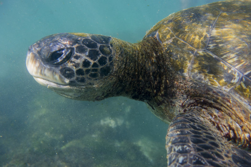 galapagos-sea-turtle
