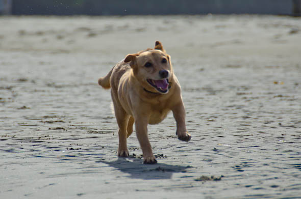 dog-friendly mendocino