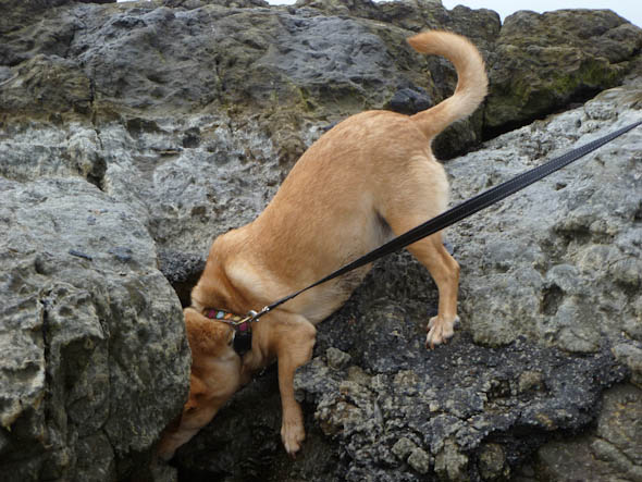 hunting crabs at glass beach