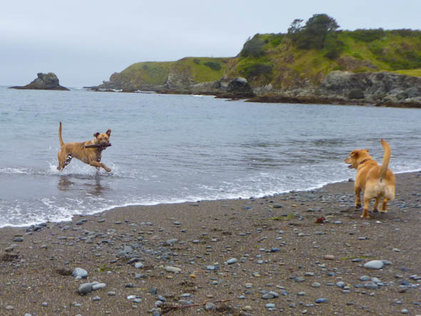 noyo off leash dog beach fort bragg