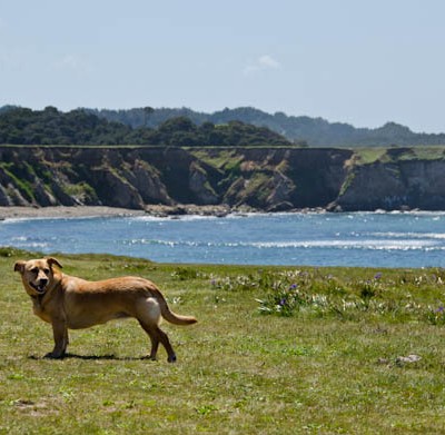Things To Do With Your Dog in Mendocino County