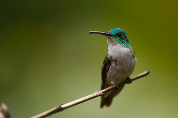 Andean Emerald Hummingbird