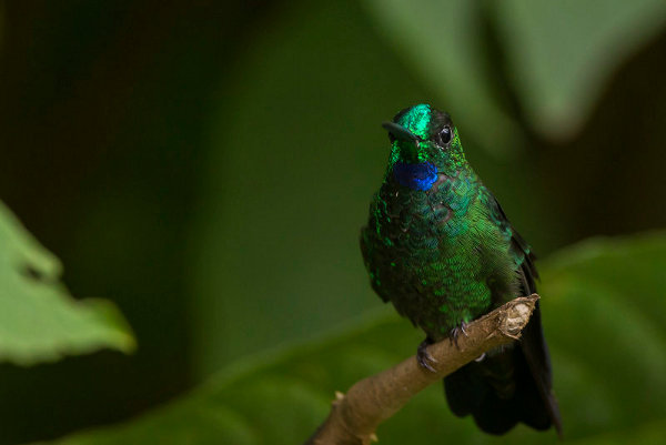 Green Crowned Brilliant Hummingbird
