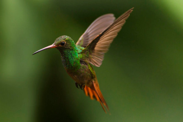 Rufous-tailed Hummingbird