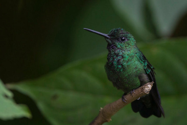 Western Emerald Hummingbird