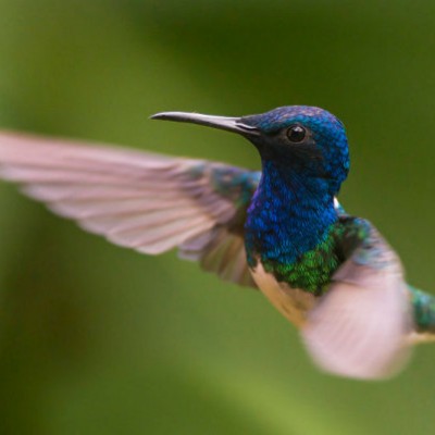 Hummingbirds of Mindo, Ecuador