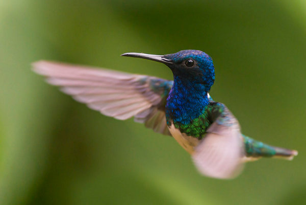 White-necked Jacobin