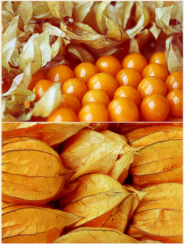 Physalis (aguaymanto) fruit in South America