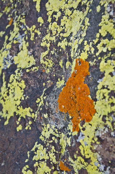 lichens in Death Valley National Park