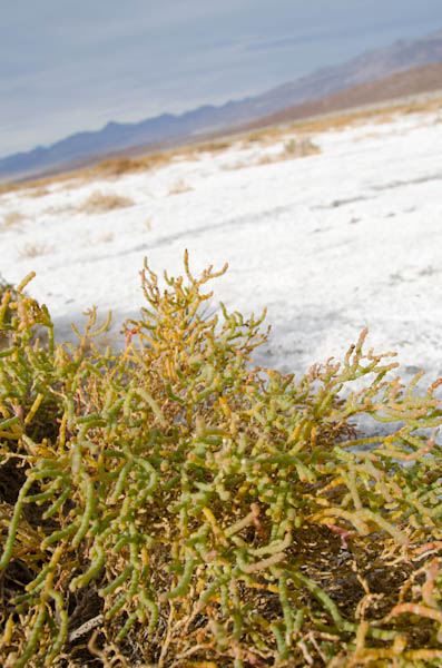 salt flats death valley national park