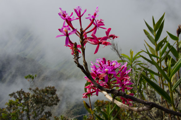 Flowers at Machu Picchu Mountain