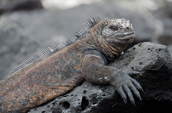 marine iguana swimming