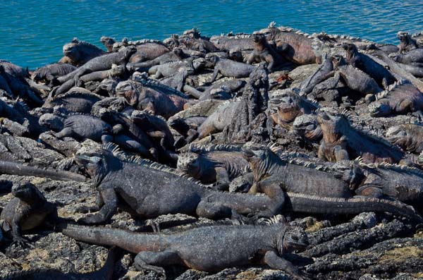 Hundreds of Galapagos marine iguanas