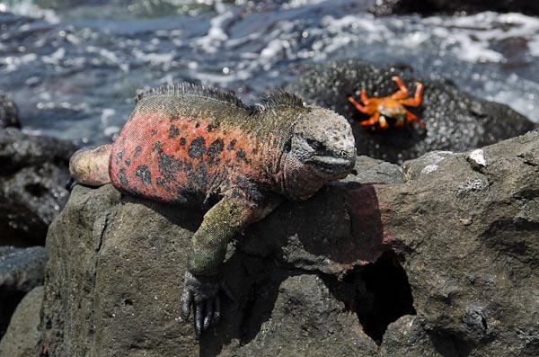 galapagos-marine-iguanas-floreana-red-green