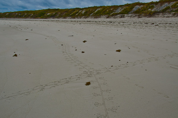 Tracks of the Galapagos marine iguanas