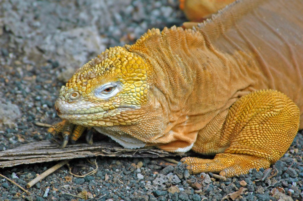 Galapagos Reptiles: Galapagos Land Iguana