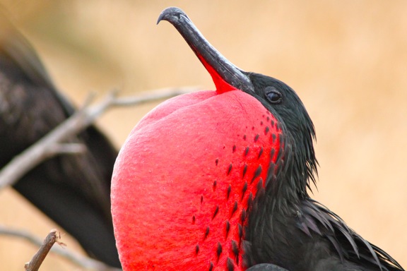 Galapagos Birds: Magnificent Frigatebird
