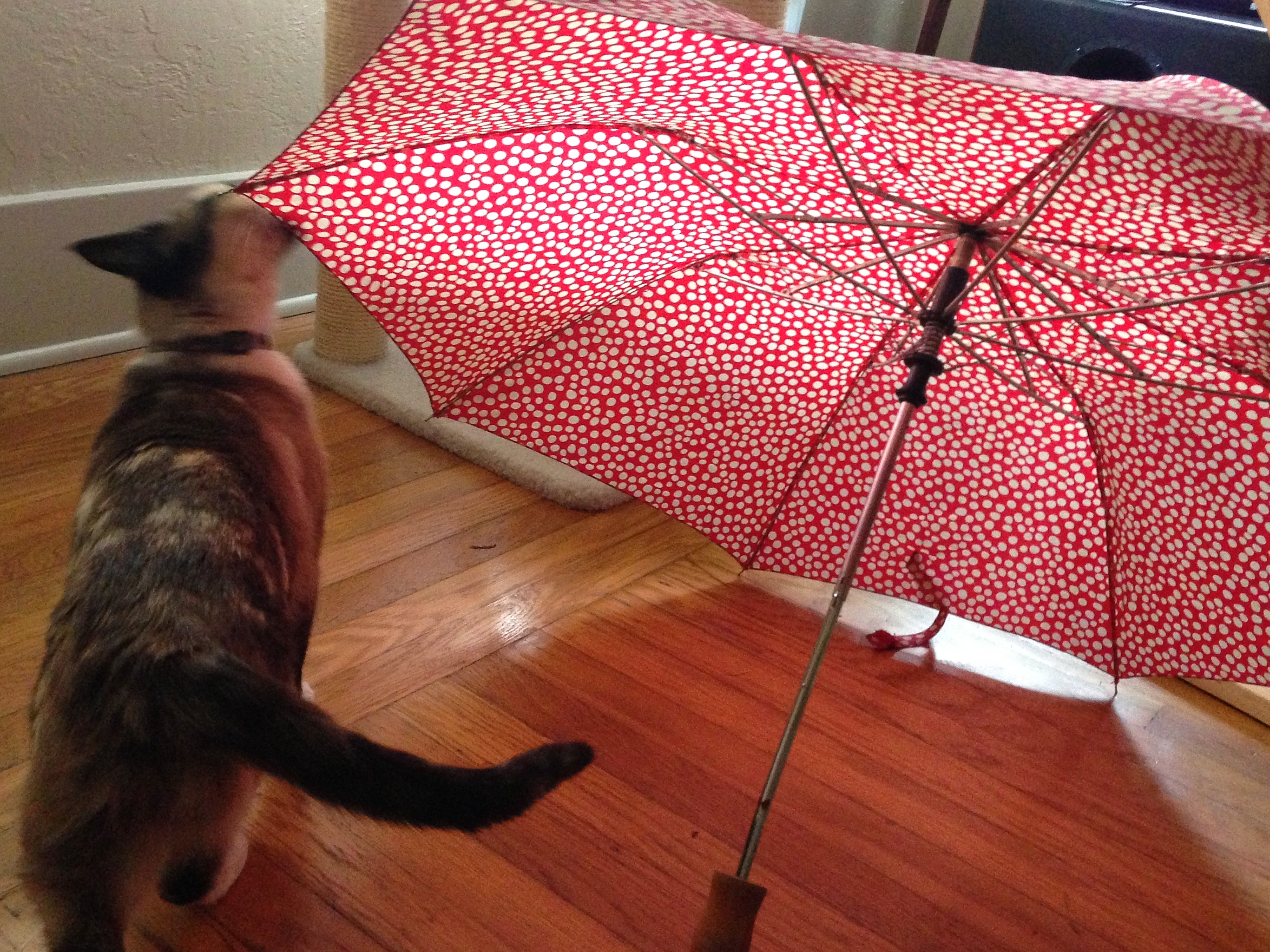 amelie's umbrella