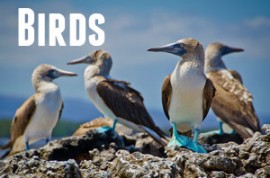 Guide to Galapagos Birds