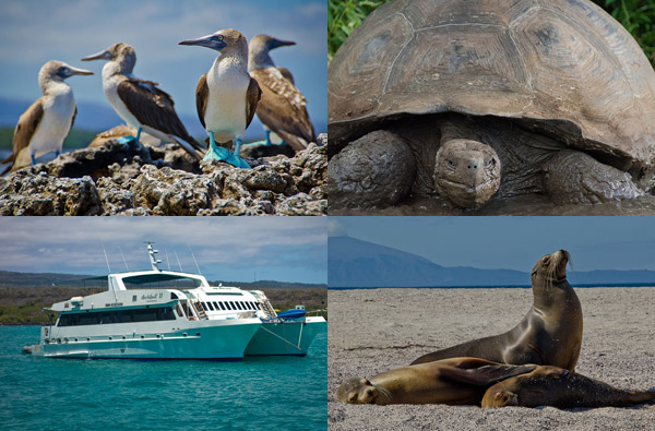 Photographic Guide to the Galapagos