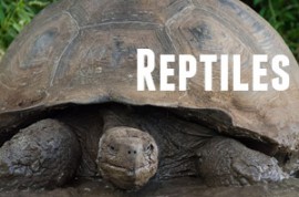 Guide to Galapagos Reptiles