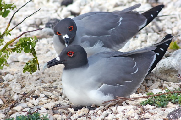 Galapagos Birds: Swallow-Tailed Gulls