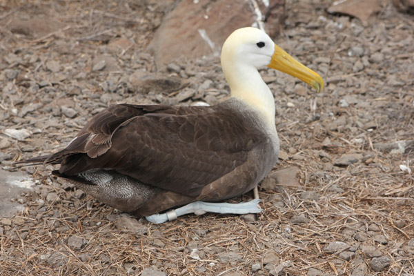 galapagos-waved-albatross-bret-love