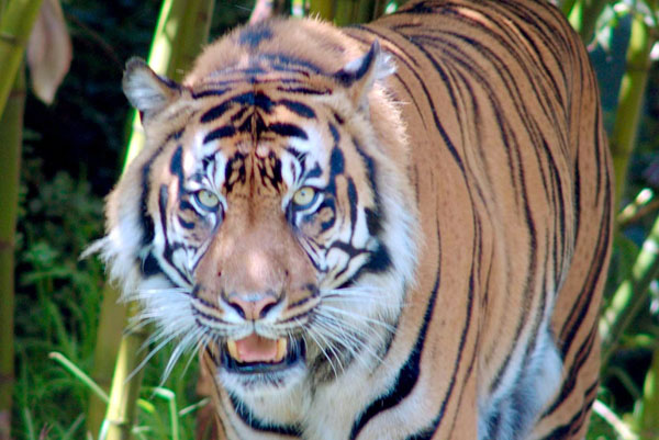 Tigers at the San Francisco Zoo