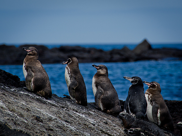 galapagos_penguins