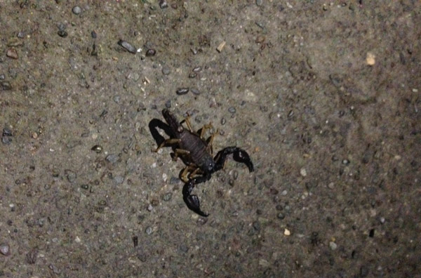scorpion-1