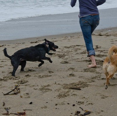 Dog Beach, Happy Place