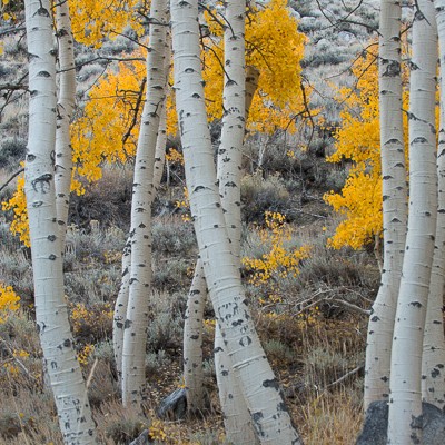 Fall Colors in the Eastern Sierra and Yosemite