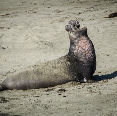 Where to See Elephant Seals in California