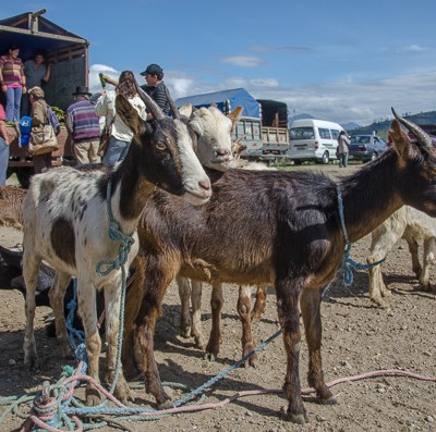 Coming Face-to-Face With Your Food at the Otavalo Animal Market