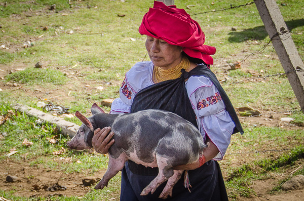 otavalo-animal-market-pig