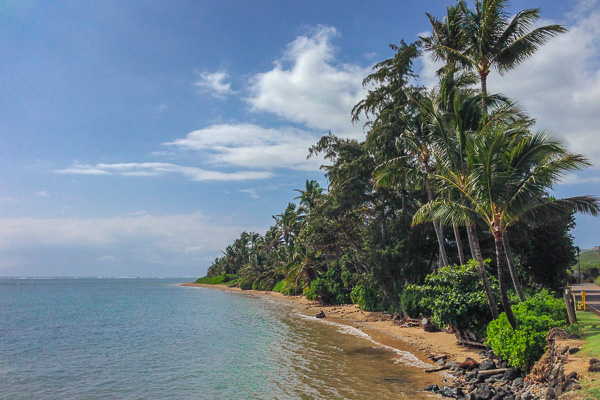 Molokai Beach and Palm Trees