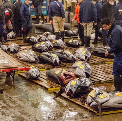 An Inside Look at Tsukiji Fish Market, Tokyo