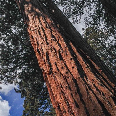 The Mariposa Grove of Giant Sequoias at Yosemite National Park