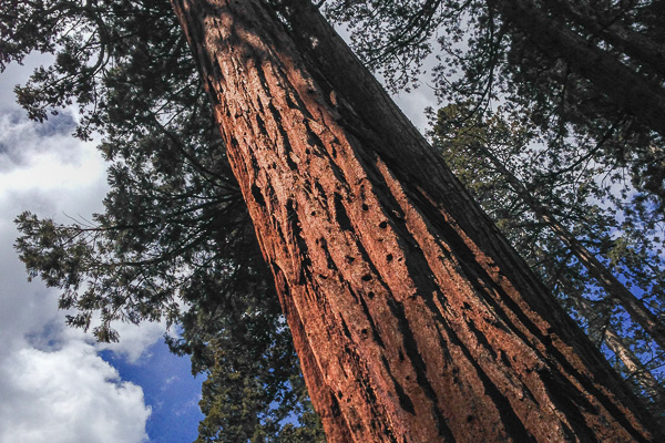 Mariposa Grove: Things to Do Near Yosemite's South Entrance