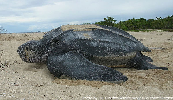 Leatherback SeaTurtle