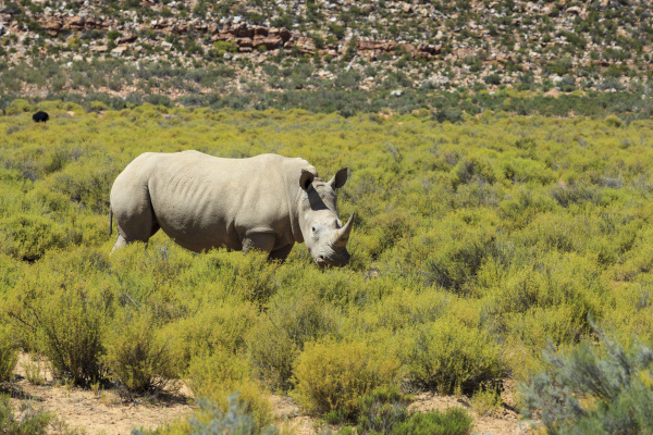 Adventure-Life-Rhino