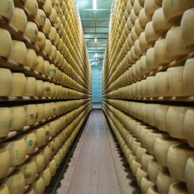 Giant Wheels of Parmigiano Reggiano Cheese in Modena, Italy