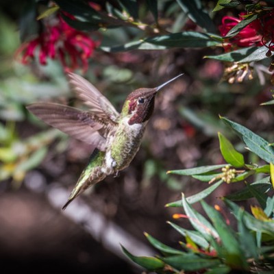 Hummingbird Spotting at the UC Santa Cruz Arboretum