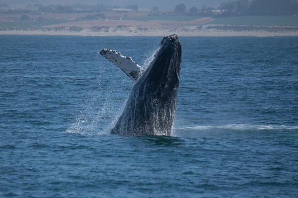 Humpback whale watching in Monterey Bay, California