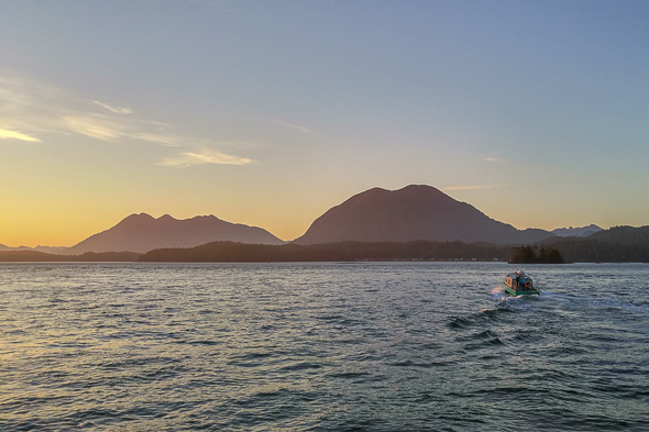 Black Bear Tour & A Perfect Tofino British Columbia Sunset | The Clayoquot Sound from the Tofino Harbour