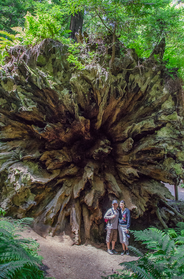 The Dyerville Giant tree on the Avenue of the Giants, California
